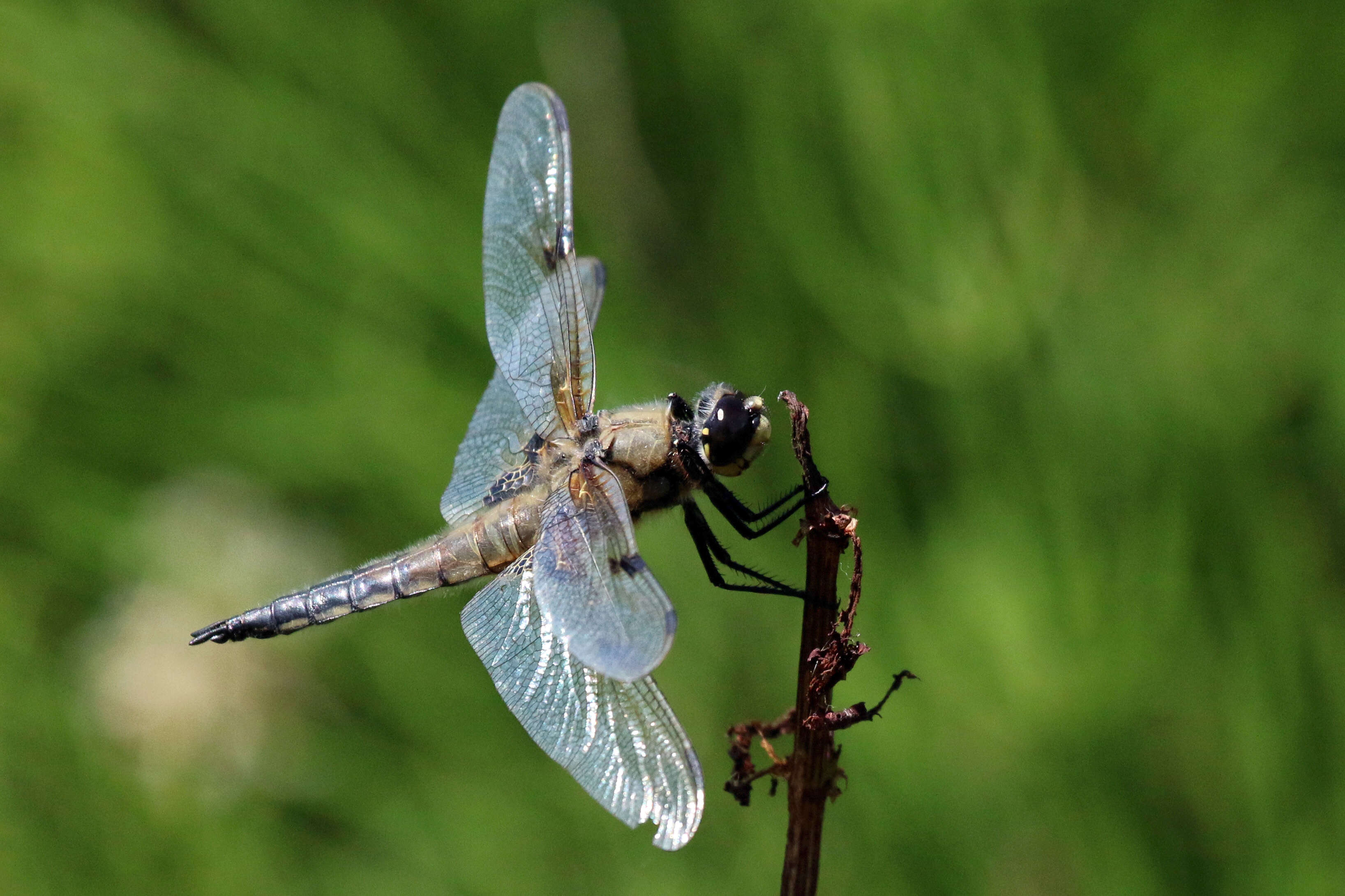 Image of Four-spotted Chaser