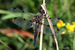 Image of Four-spotted Chaser