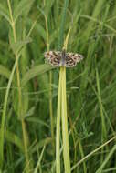 Image of Mallow Skipper