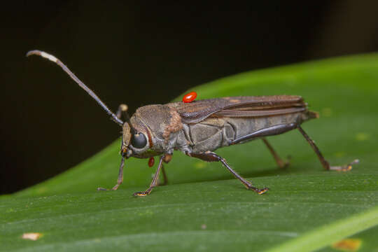 Image of Thranius bimaculatus Pascoe 1859