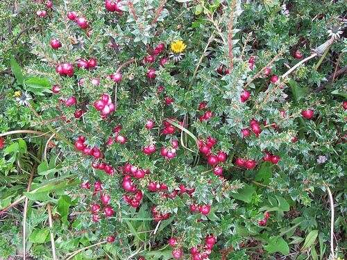 Image of Gaultheria mucronata (L. fil.) E. J. Remy