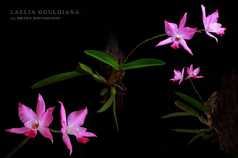 Image of Laelia gouldiana Rchb. fil.