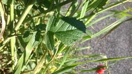 Image of Centaurea napifolia L.