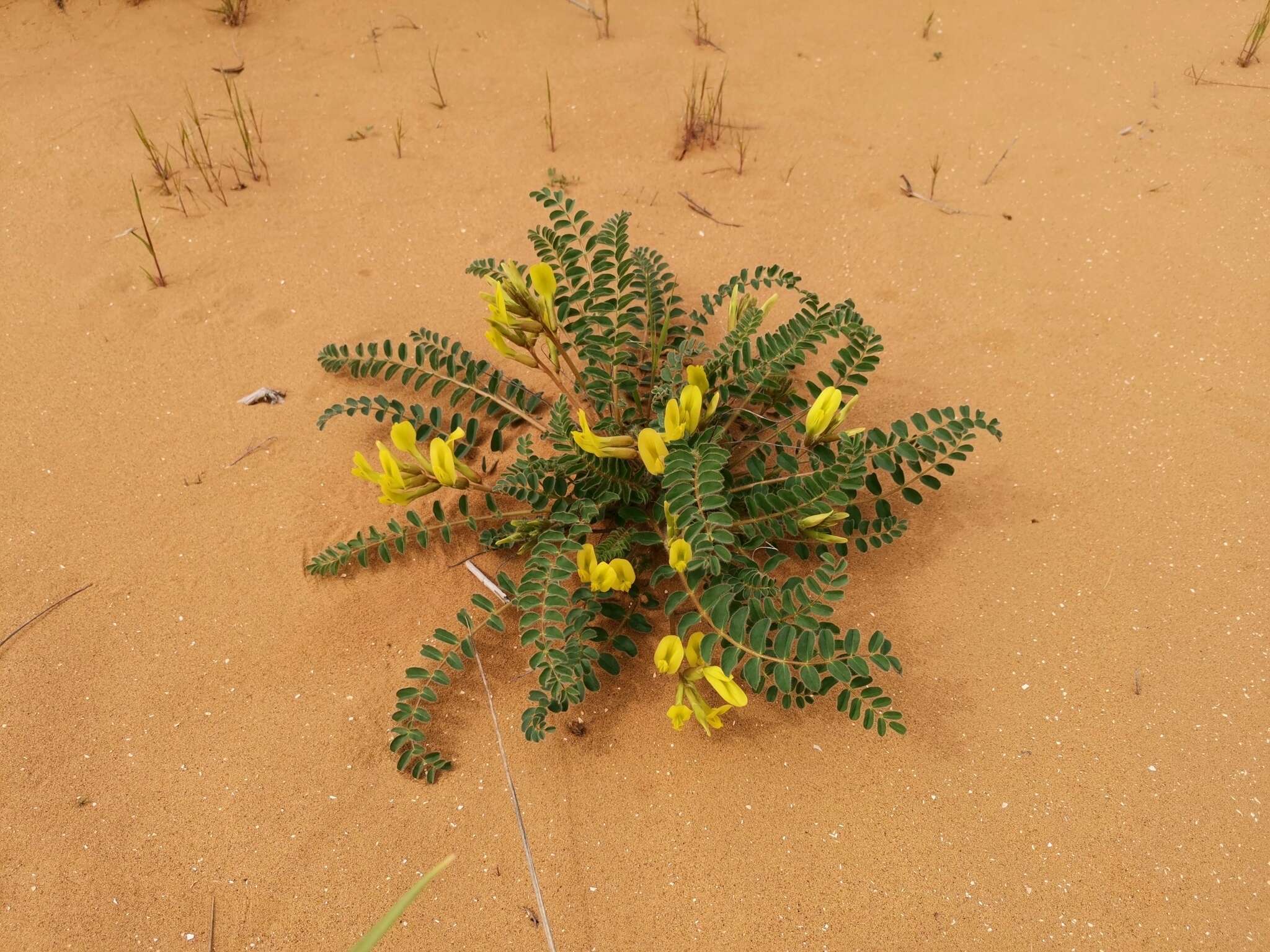 Imagem de Astragalus longipetalus Chater