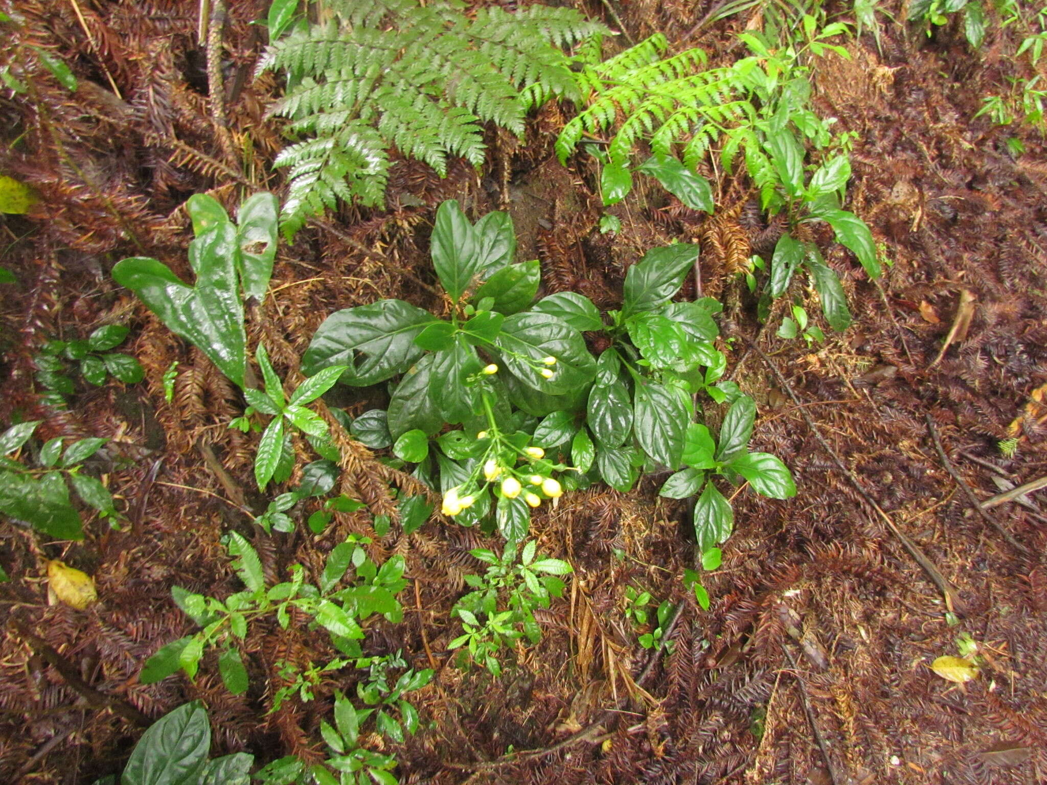 Image of Macrocarpaea rubra Malme