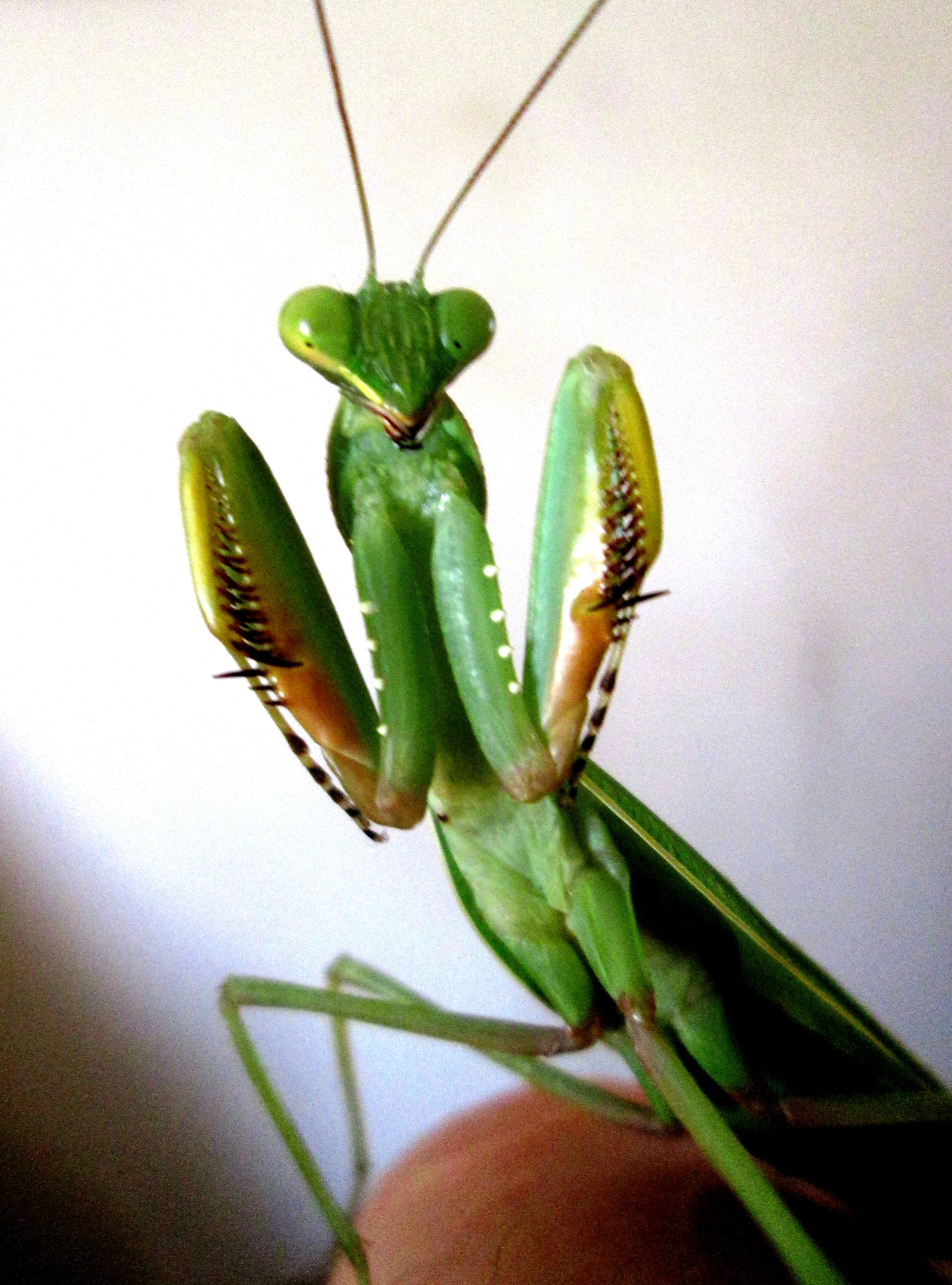 Image of African mantis