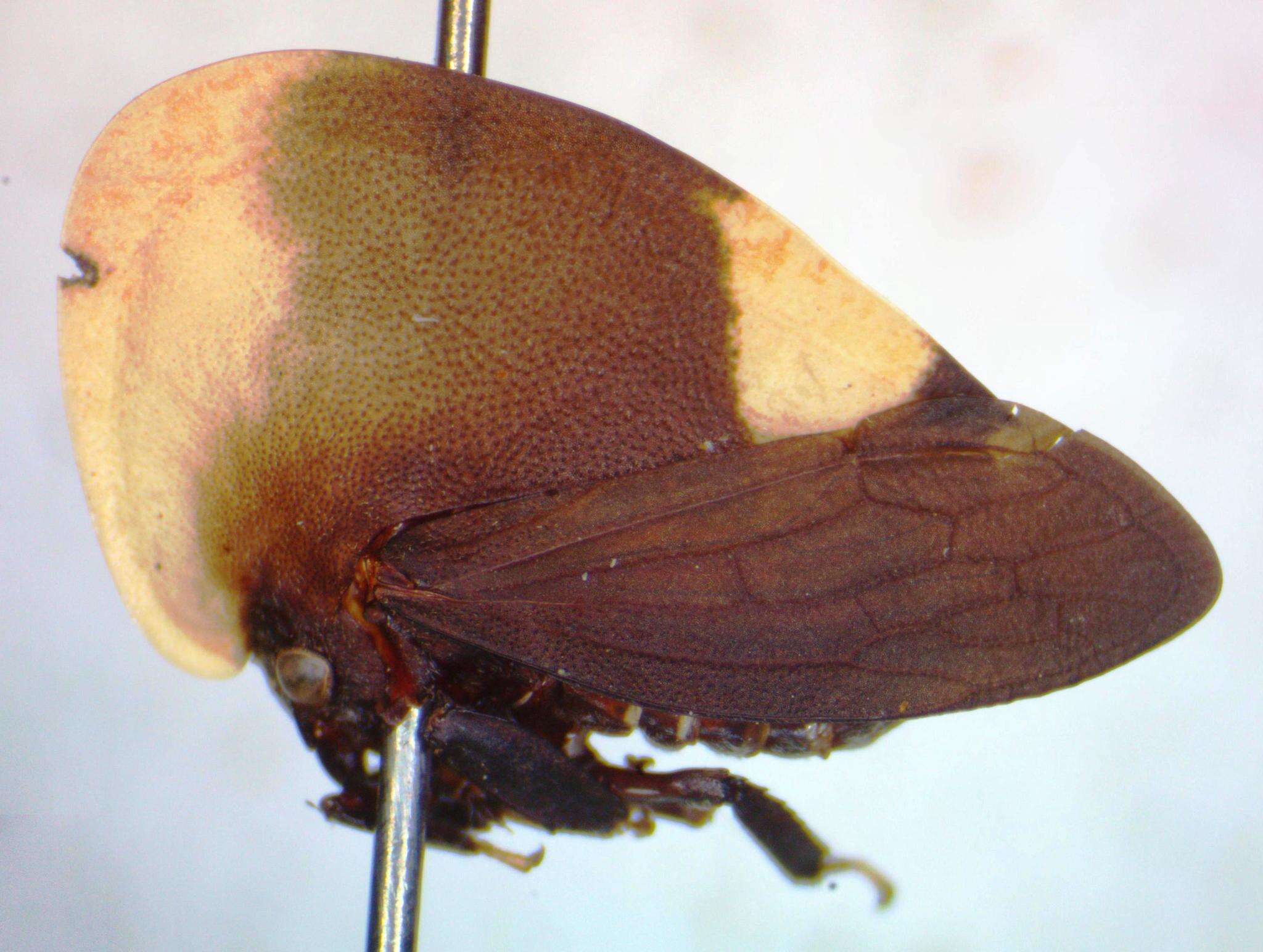 Image of Membracis dorsata Fabricius