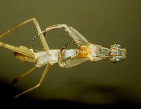 Image of African mantis