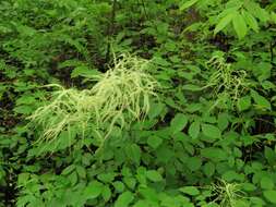 Sivun Aruncus dioicus var. pubescens (Rydb.) Fern. kuva