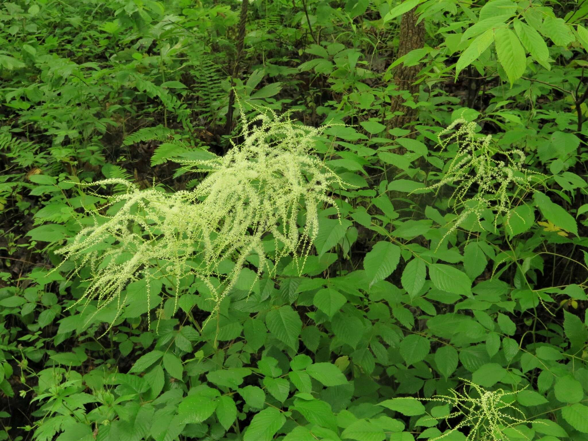 Sivun Aruncus dioicus var. pubescens (Rydb.) Fern. kuva