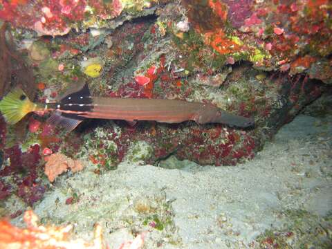 Image of trumpetfishes