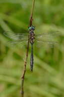 Image of Kennedy's Emerald