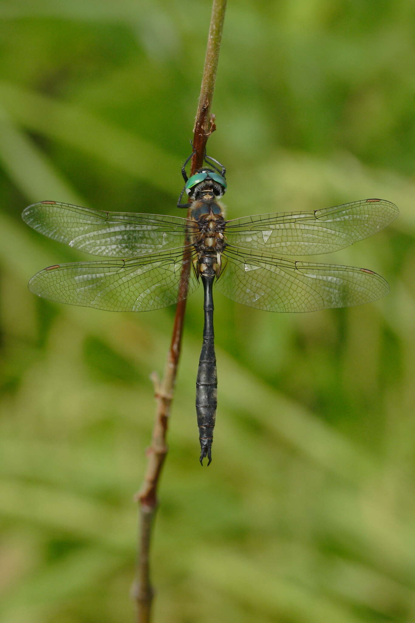 Image of Kennedy's Emerald