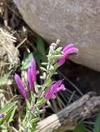 Image of Salvia peninsularis Brandegee