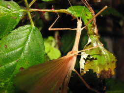 Image of Stick insect