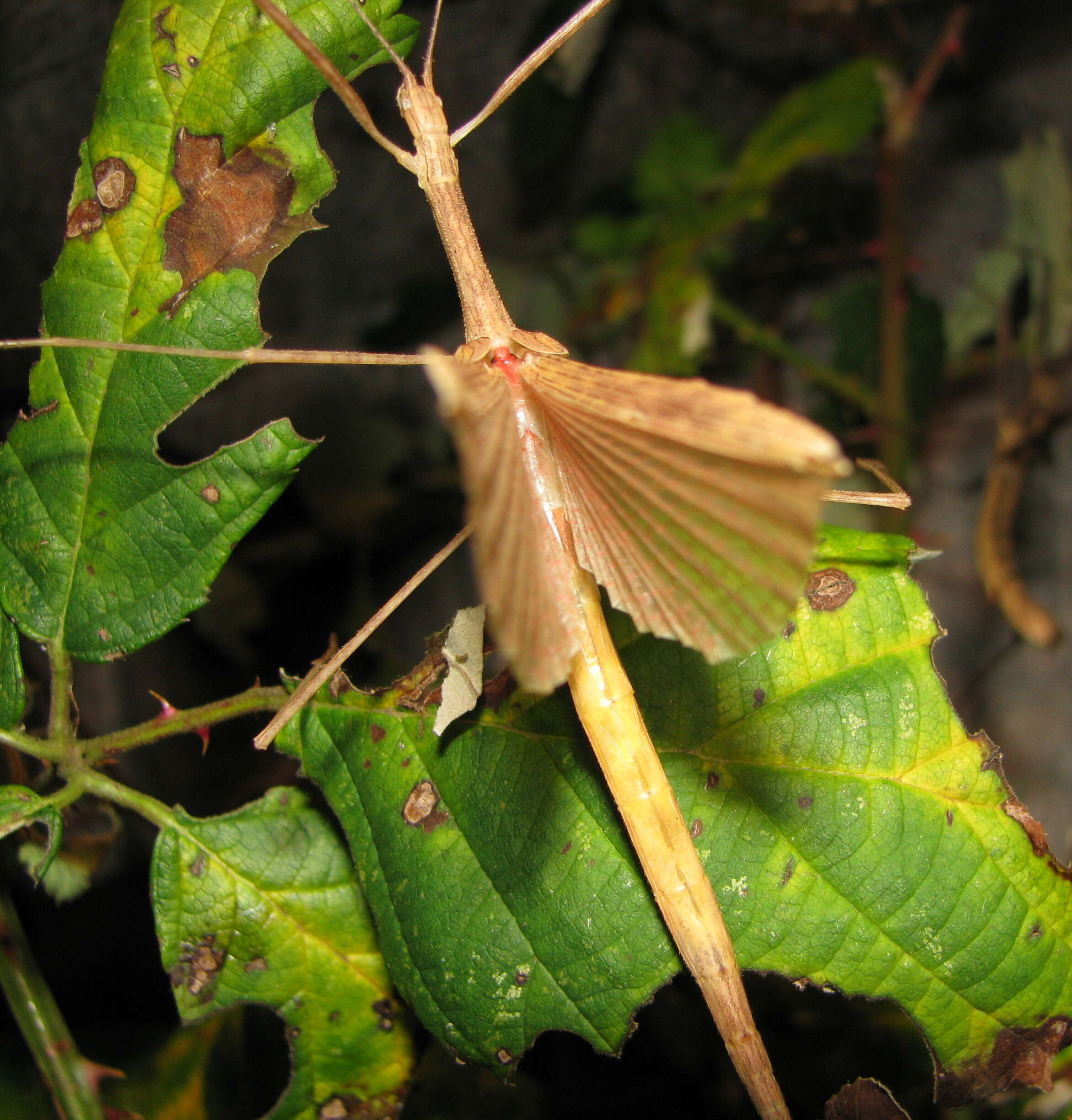 Image of Stick insect