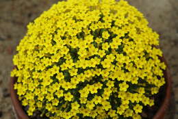 Image of Dionysia