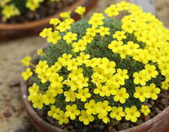 Image of Dionysia