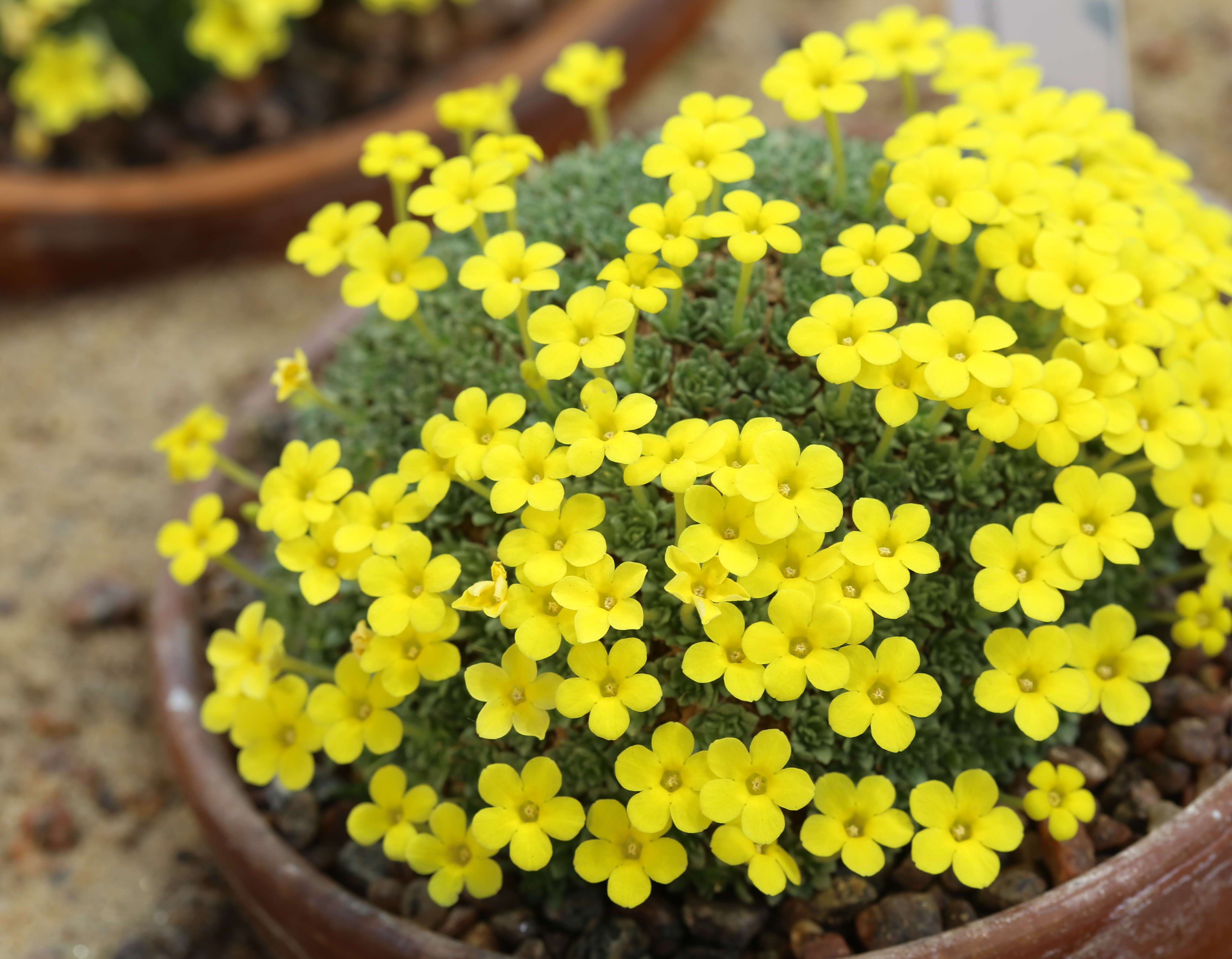 Image of Dionysia