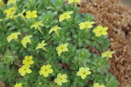 Image of Dionysia