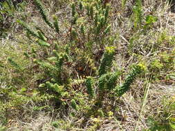 Image of Euphorbia genistoides P. J. Bergius