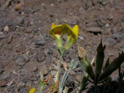 Image of Lotus mascaensis Burchard