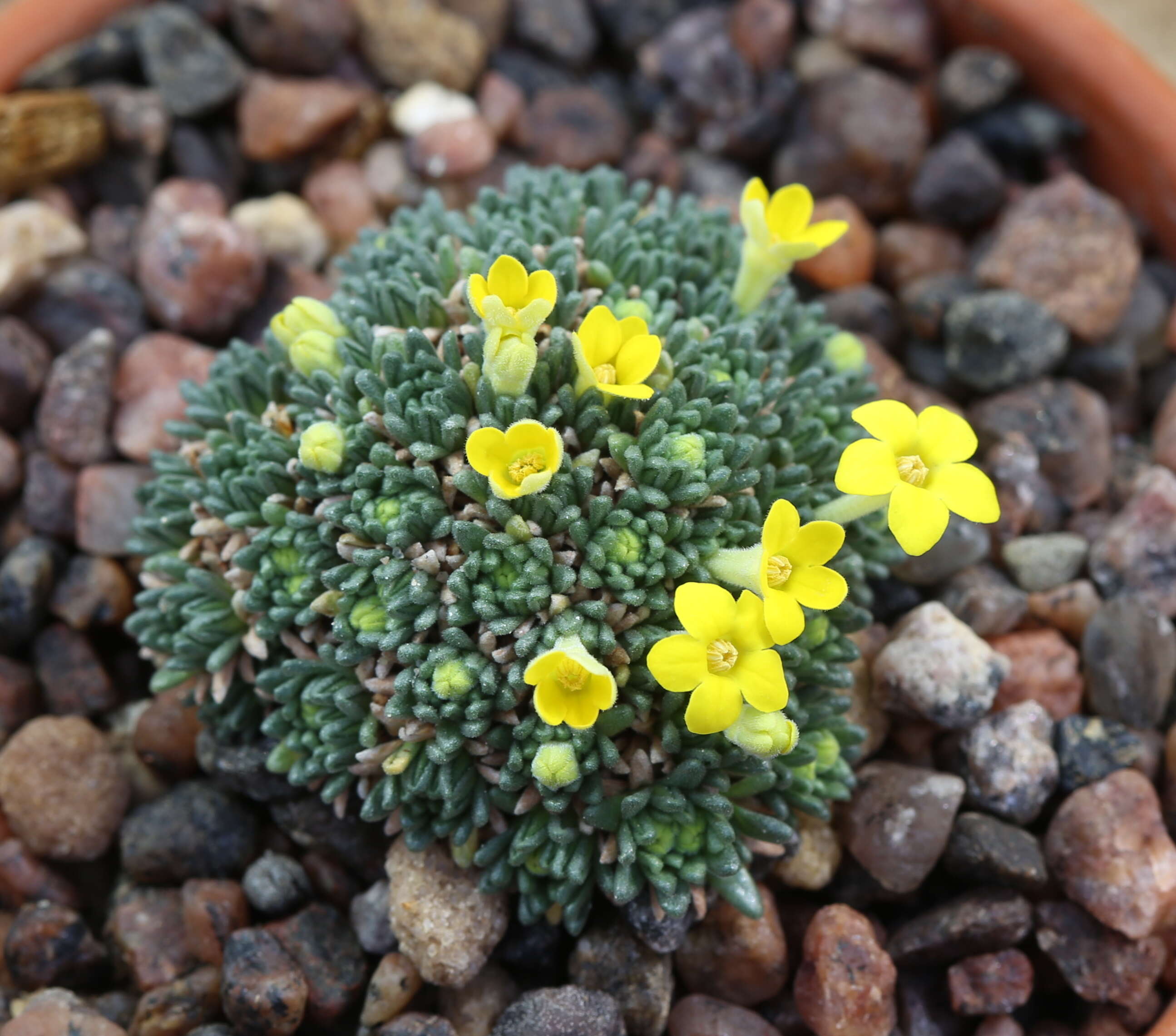 Image of Dionysia