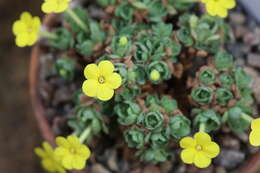 Image of Dionysia