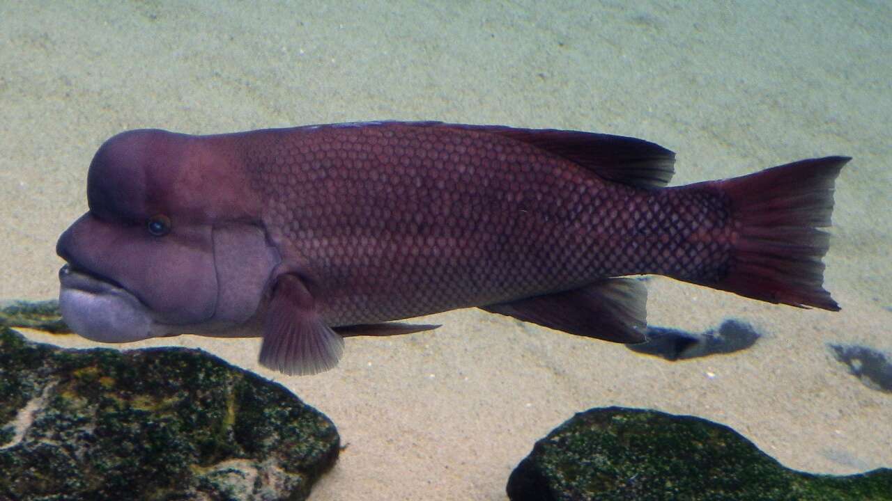 Image of sheepshead