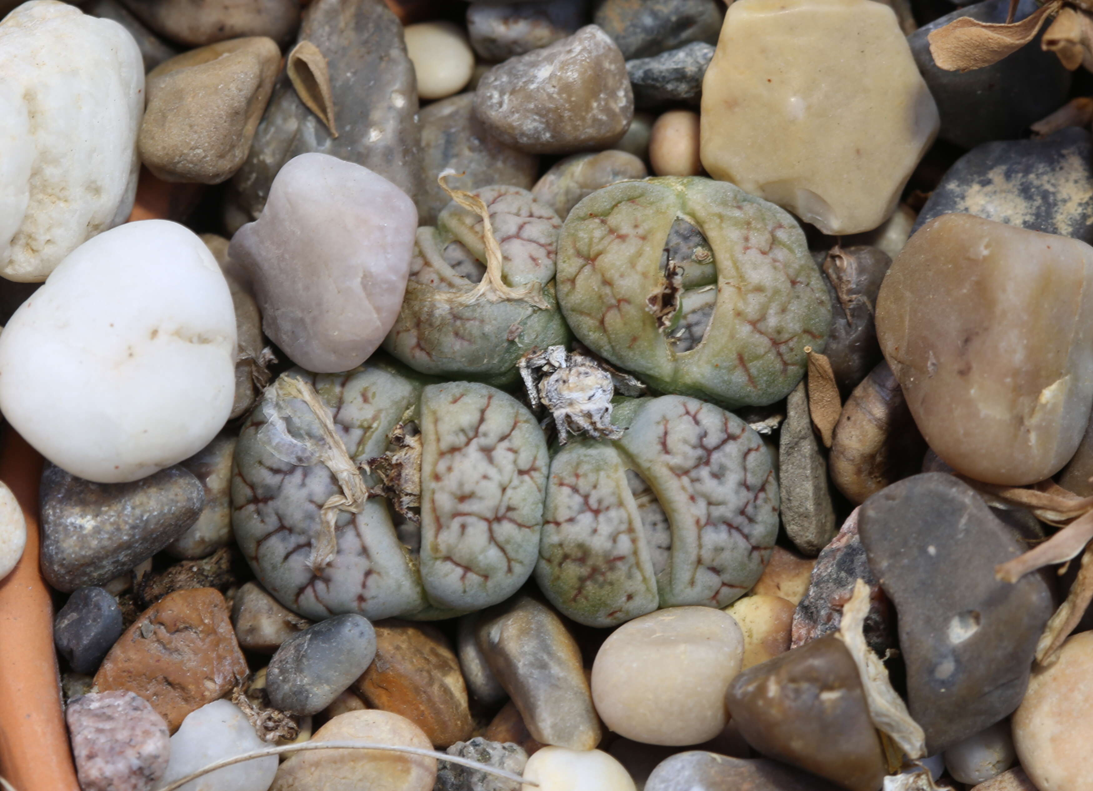 Image of Stone plant