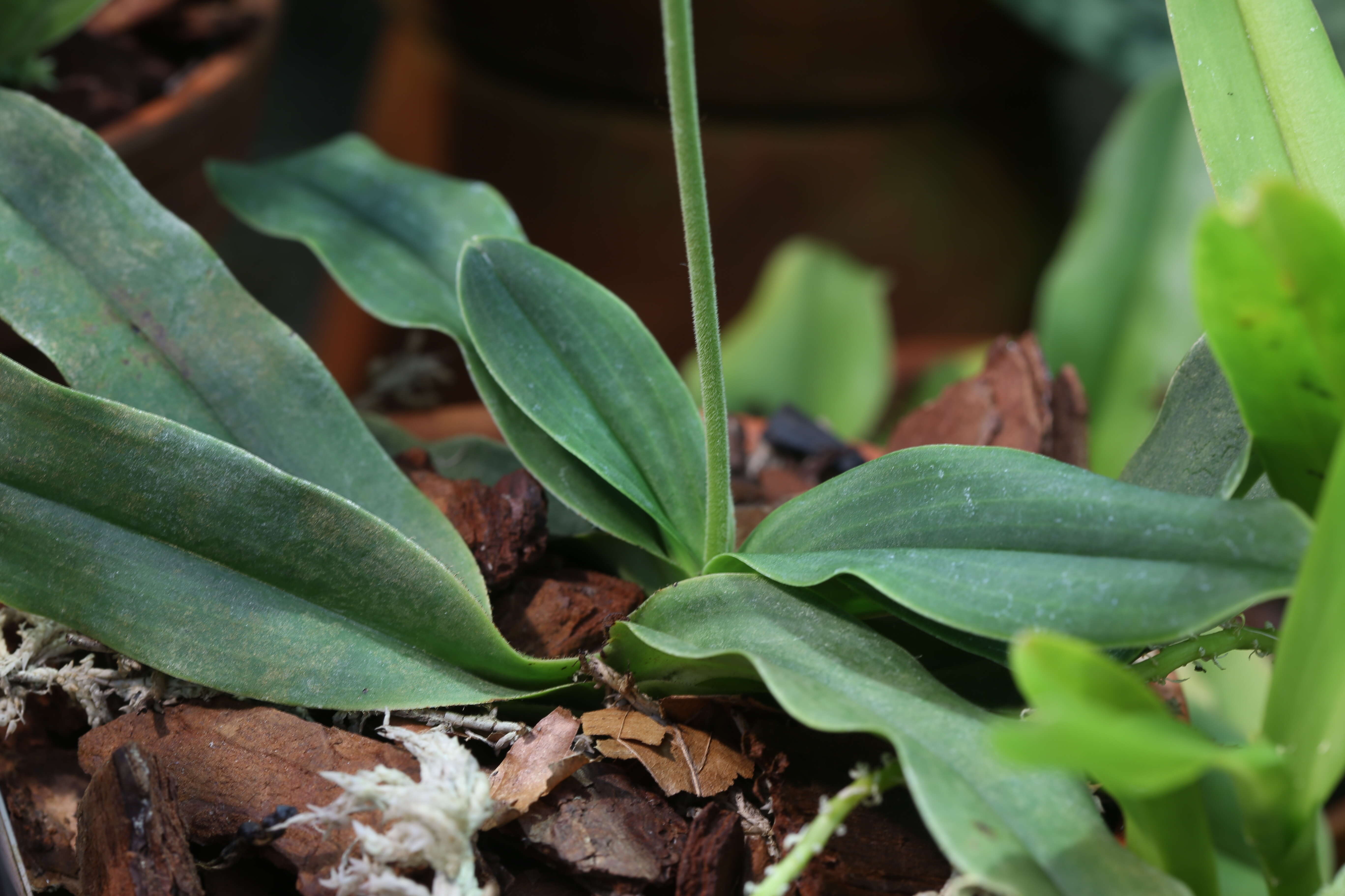 Image of Primrose Yellow Paphiopedilum