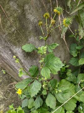 Image de Geum japonicum Thunb.