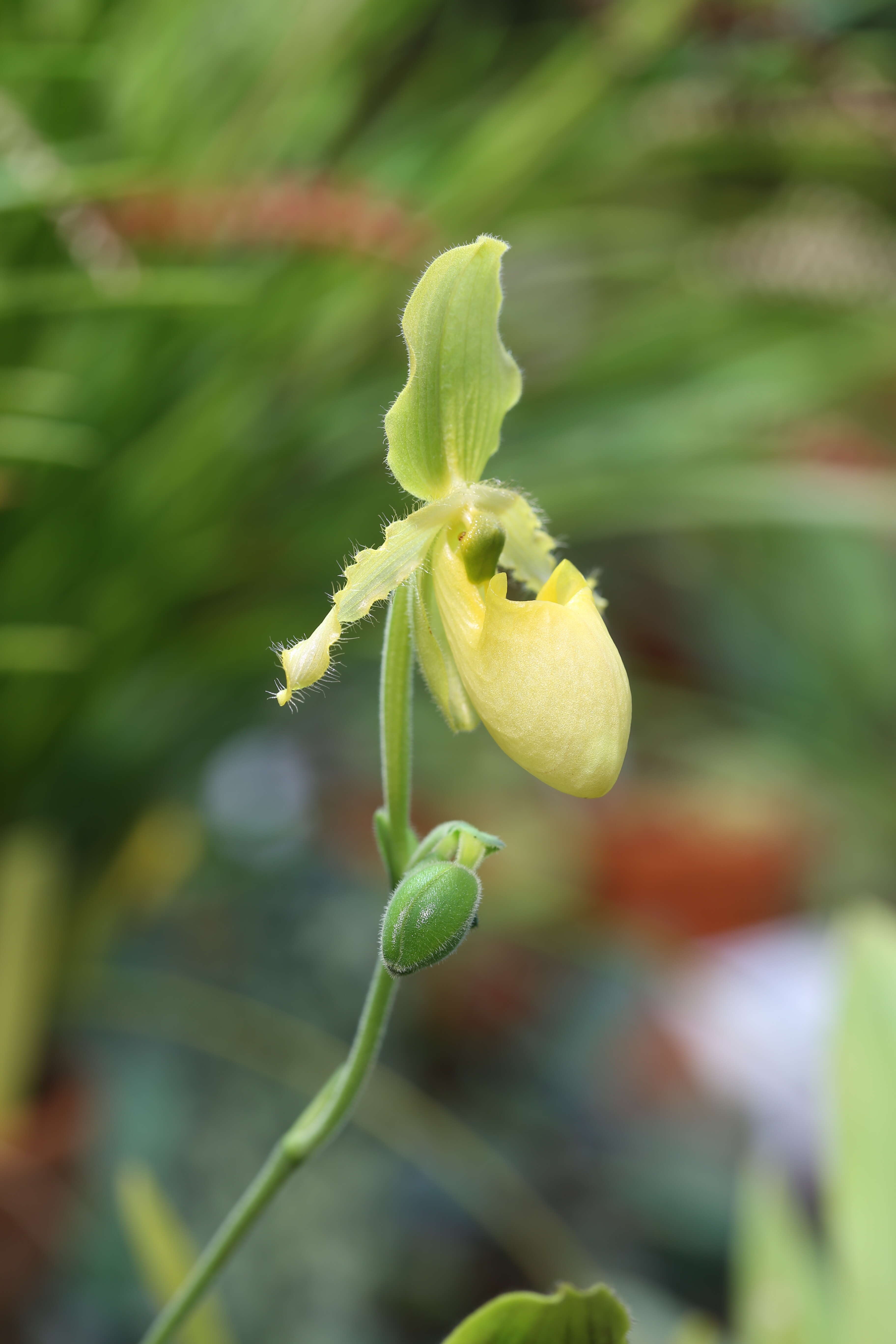 Image of Primrose Yellow Paphiopedilum