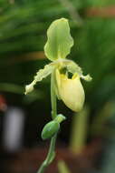 Image of Primrose Yellow Paphiopedilum