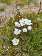 Image of Gentianella bawbawensis (L. G. Adams) Glenny