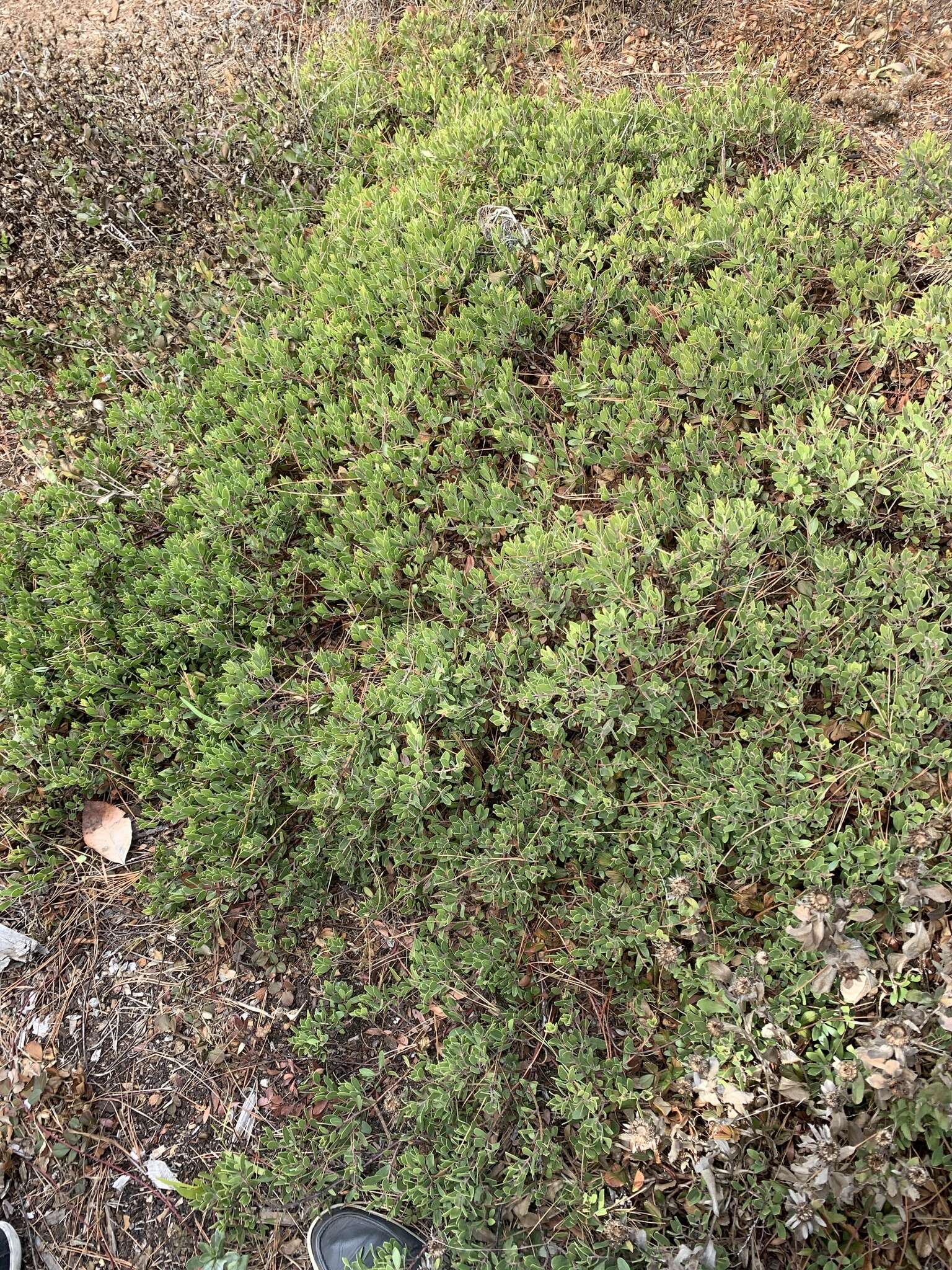 Image of Franciscan manzanita