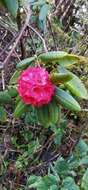 Image of Rhododendron barbatum Wall. ex G. Don