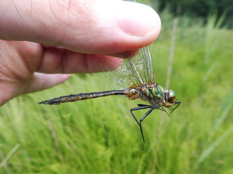 صورة Somatochlora flavomaculata (Vander Linden 1825)