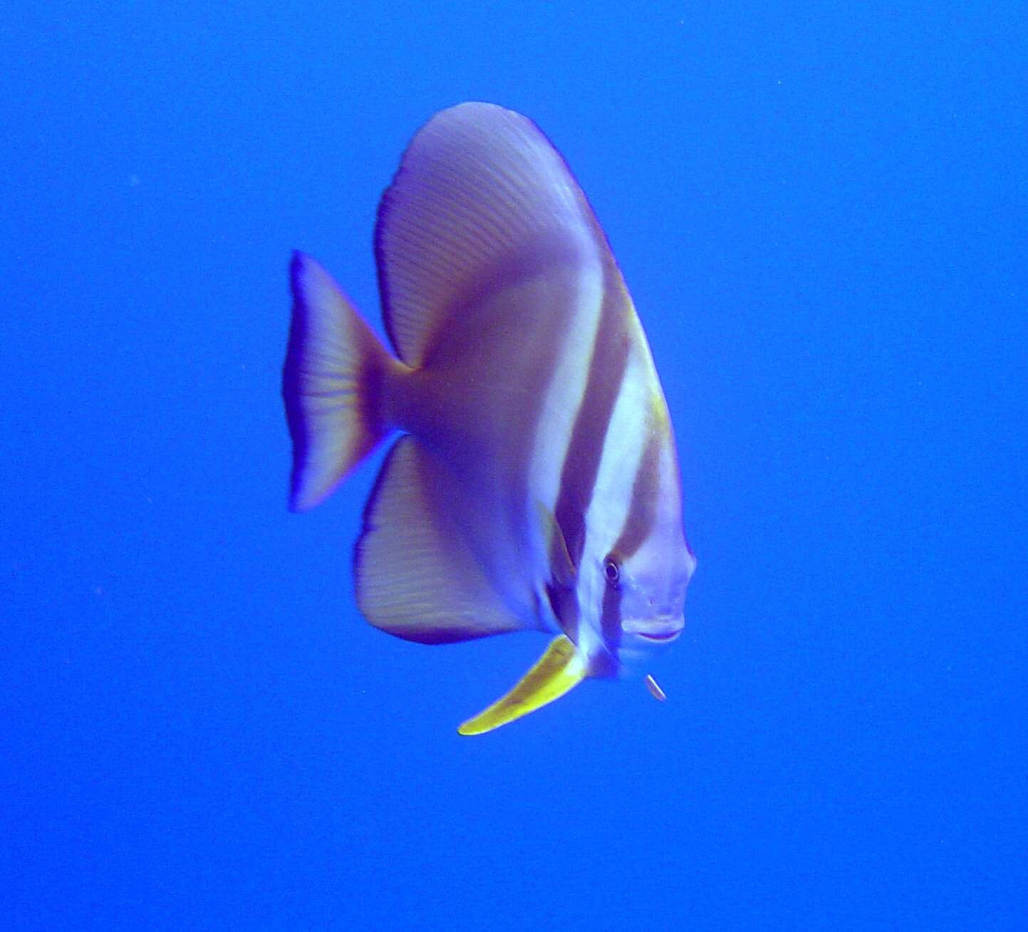 Image of Orbicular batfish