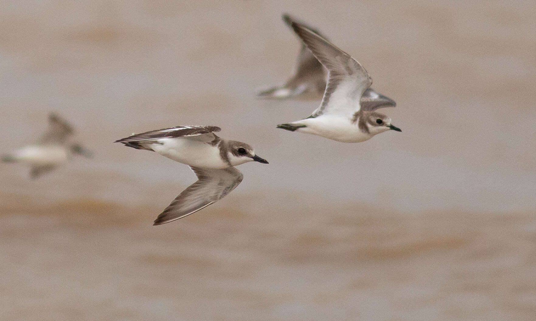 Image of Greater Sand Plover