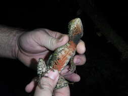 Image of Broad-headed woodlizard