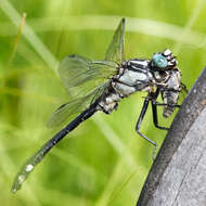 Image of Club-tailed Dragonfly