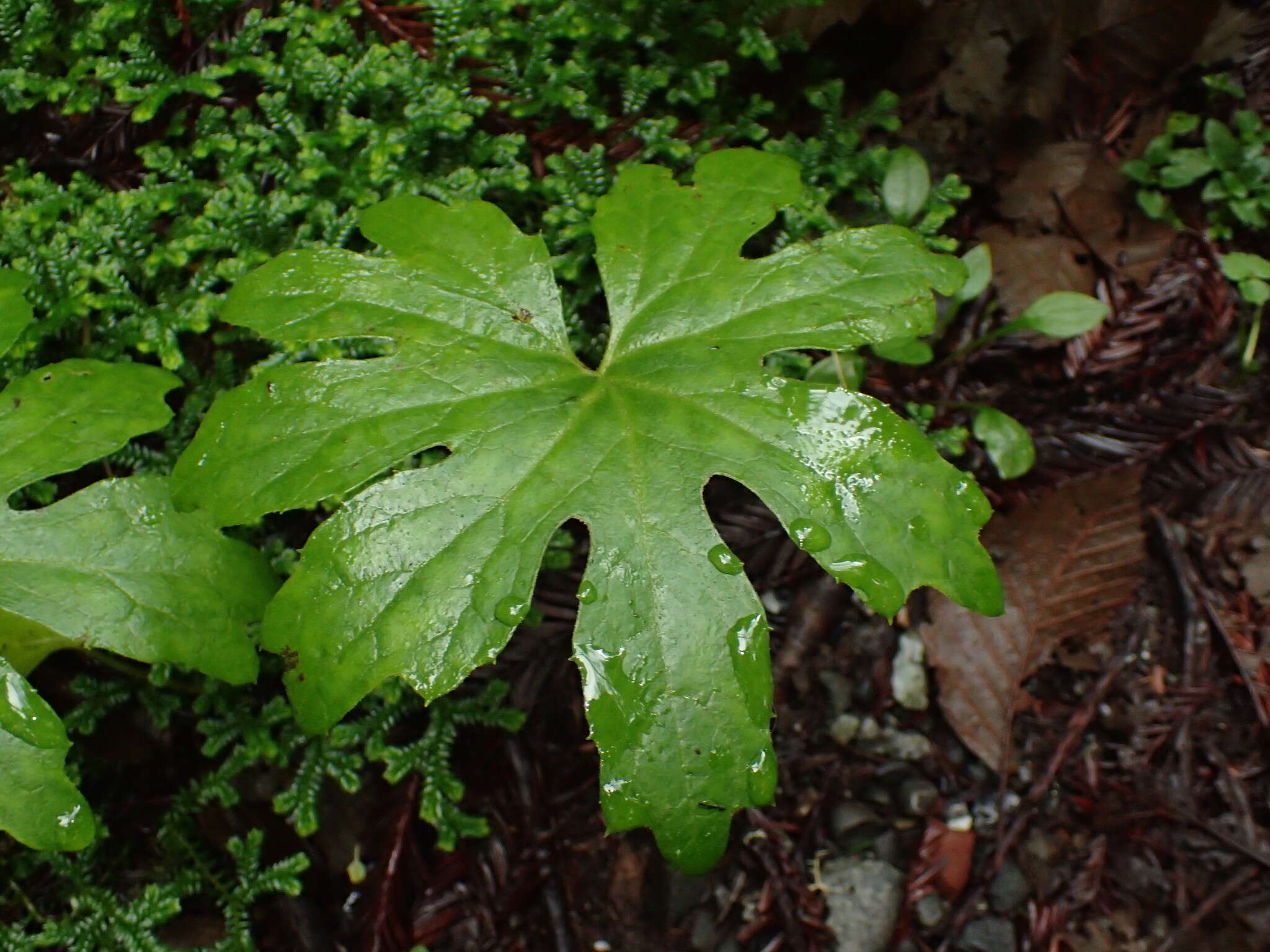 Image of arctic sweet coltsfoot