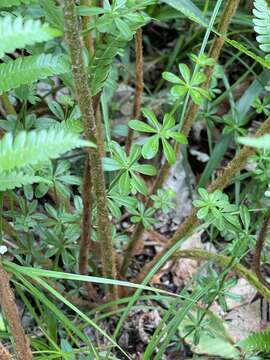 Image de Galium dahuricum Turcz. ex Ledeb.