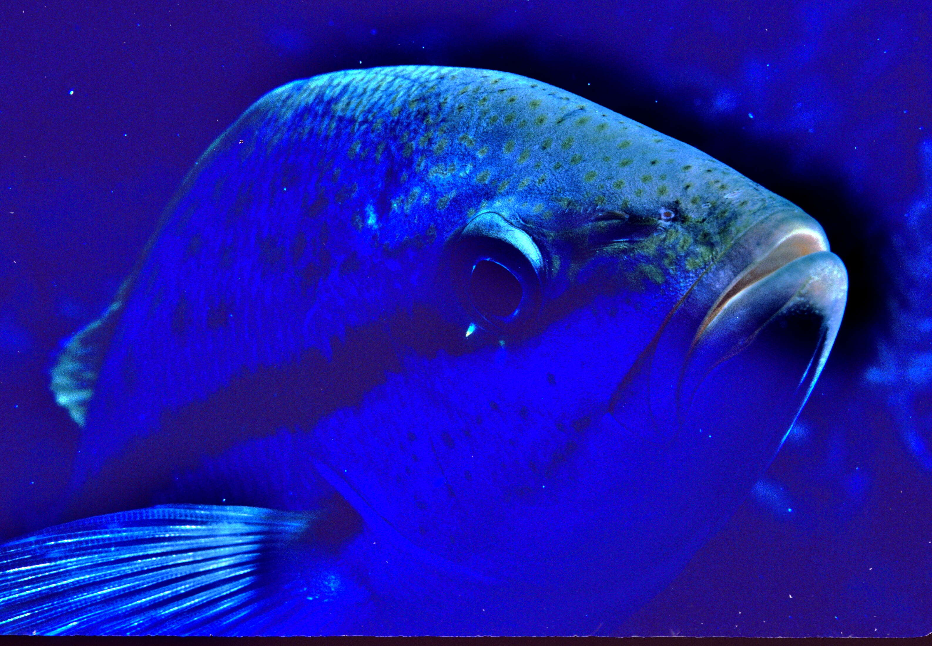 Image of Nassau Grouper