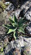 Image of rough century plant