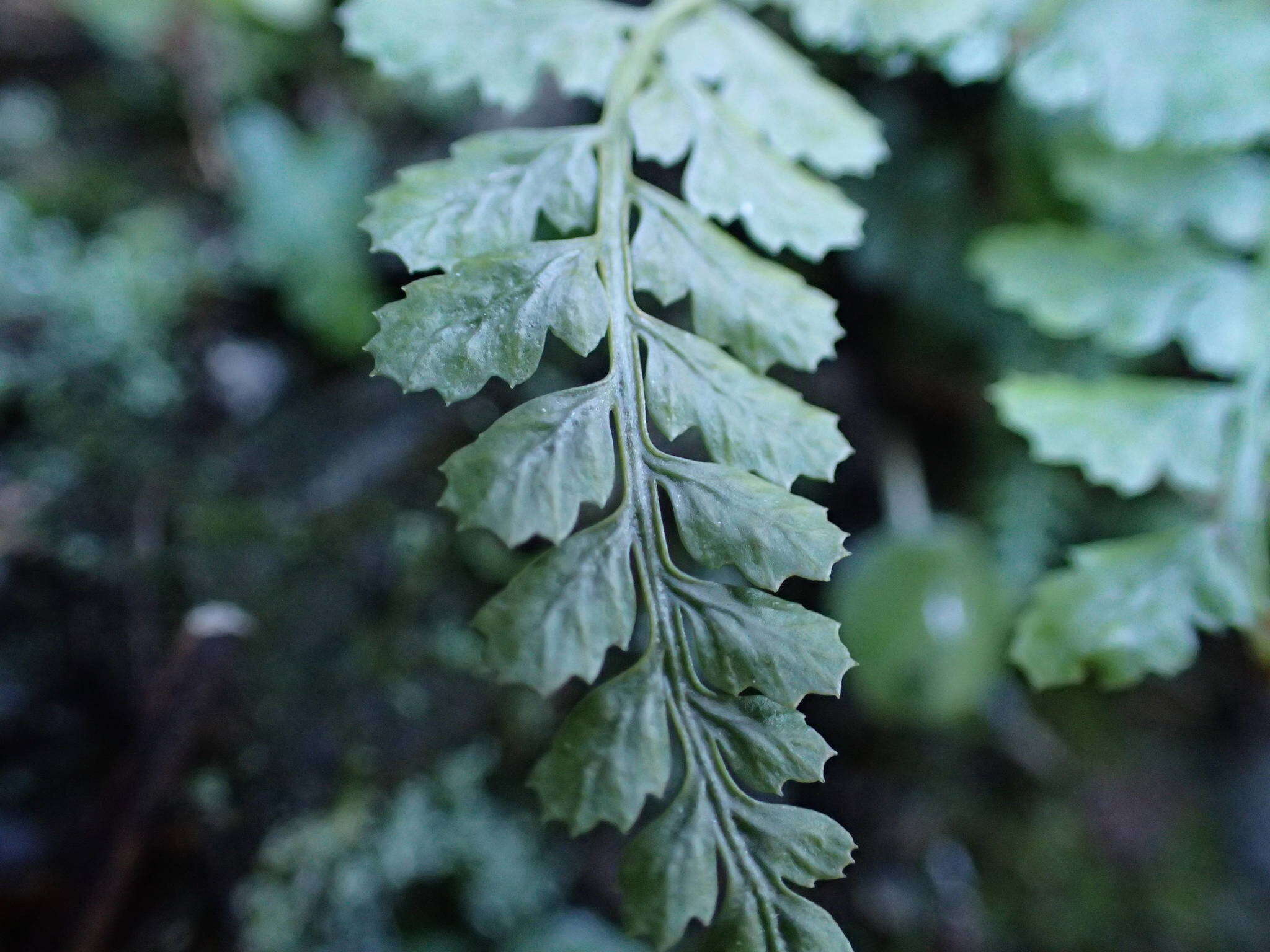 Image of Asplenium foreziense Le Grand ex Magnier