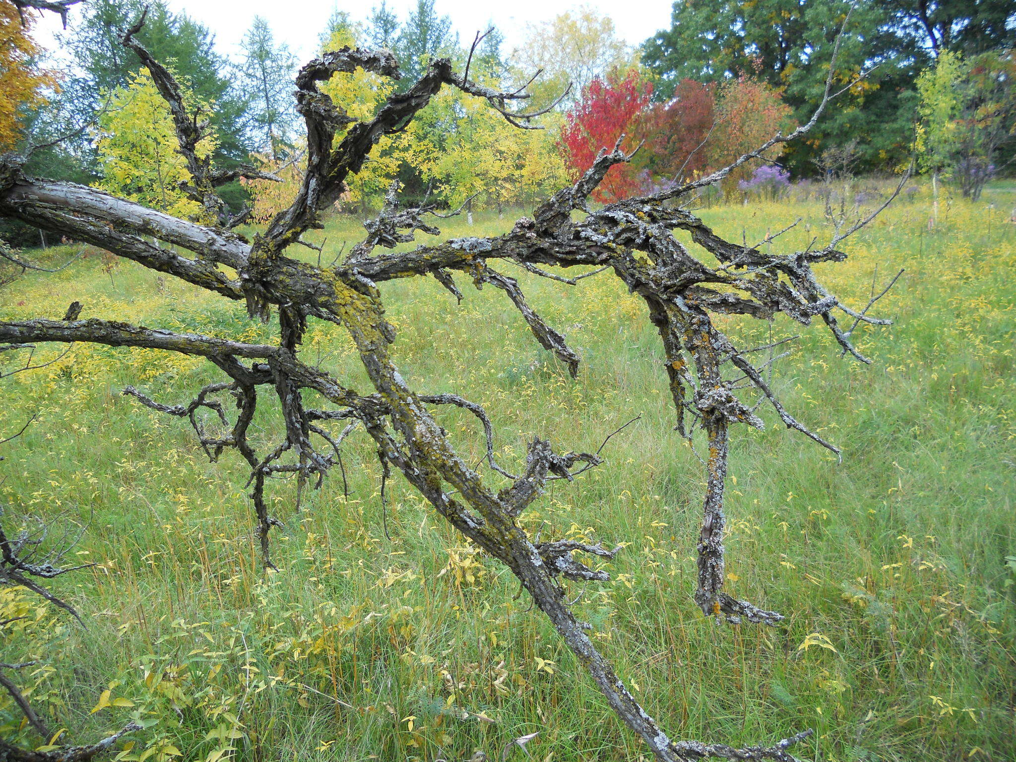 Image of cork elm