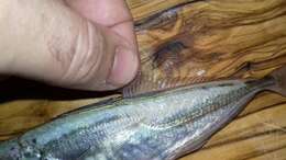 Image of Atlantic Horse Mackerel