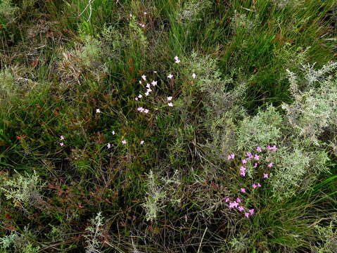 Image of Lachnaea uniflora (L.) Cr.